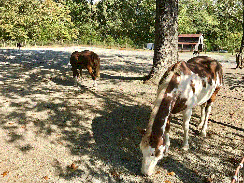 Ranch_photo_horses